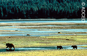 Bears